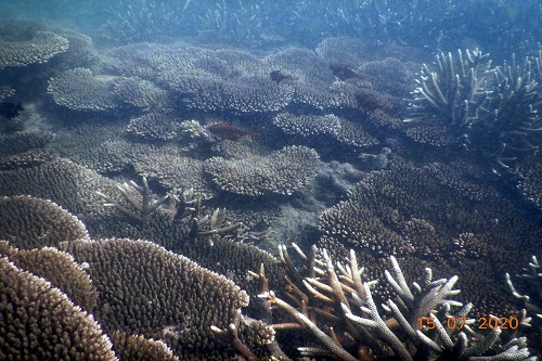 Coral Reefs in Gulf of Manar Photos