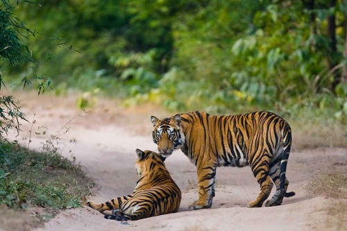 Mudumalai Tiger Reserve Safari Images