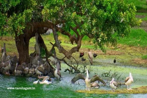 Bird Watching Areas Chennai