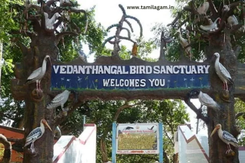 Vedanthangal Bird Sanctuary Chennai